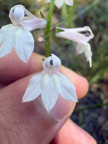 Lobelia floridana, photograph 4