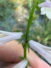Lobelia floridana, photograph author not stated, no rights reserved