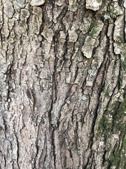 Acer rubrum