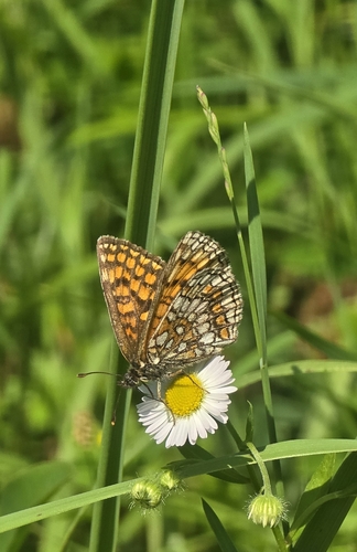 Heath Fritillary