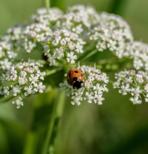 Seven-spotted Lady Beetle