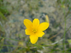 Zephyranthes pulchella