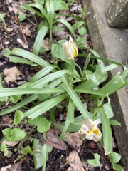 Tulipa urumiensis