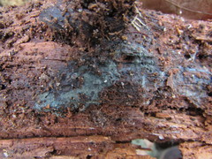 Byssocorticium pulchrum