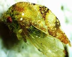 Cyrtolobus fenestratus