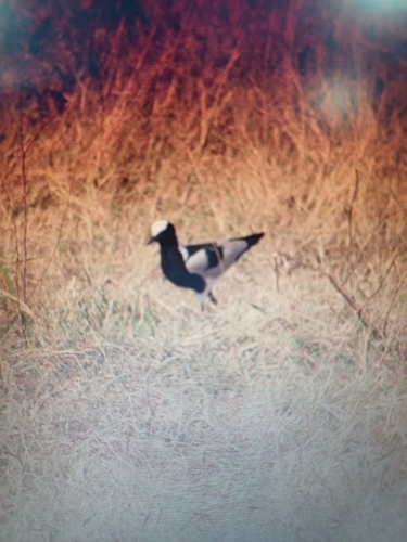 iNaturalist image
