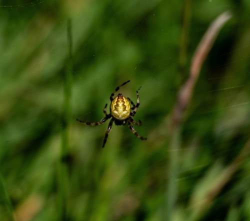 Four-spot Orbweaver