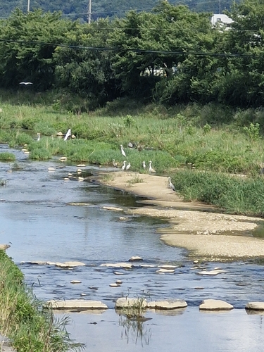 iNaturalist image