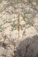 Reseda hookeri