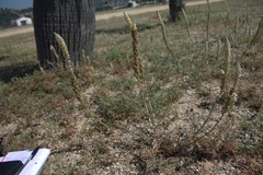 Reseda hookeri