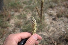Reseda hookeri