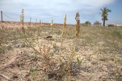 Reseda hookeri