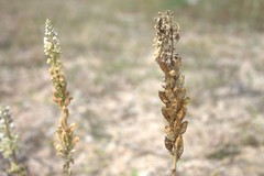 Reseda hookeri