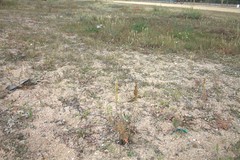 Reseda hookeri