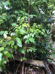 Cryptocarya hypospodia