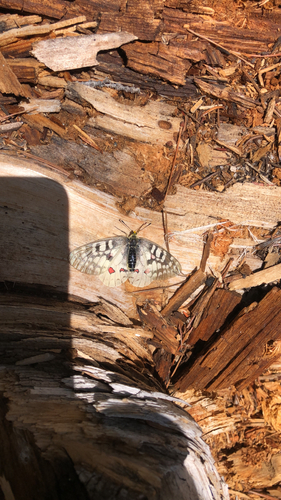 iNaturalist observation photo of Clodius Parnassian