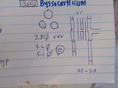 Byssocorticium pulchrum