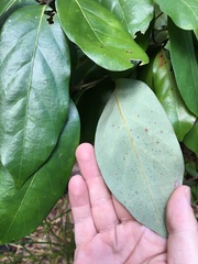 Cryptocarya hypospodia