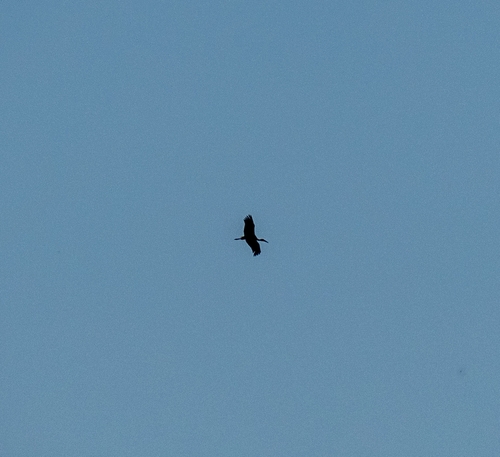 Black Stork