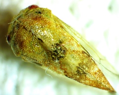 Cyrtolobus fenestratus