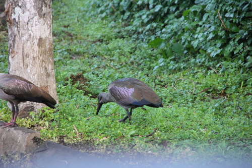 iNaturalist image