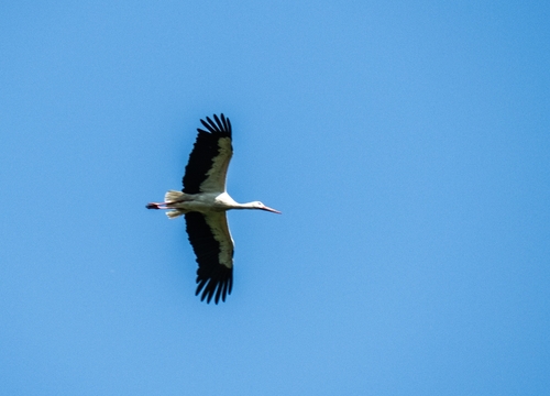White Stork