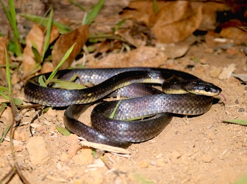Photo of a Müller's Ground Snake (Stegonotus muelleri)