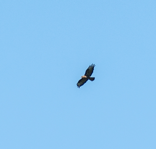 Common Buzzard