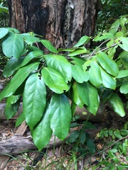 Cryptocarya hypospodia