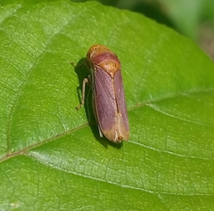 Oncometopia hamiltoni