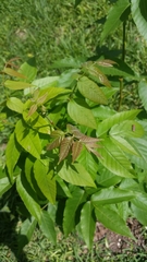 Oncometopia hamiltoni