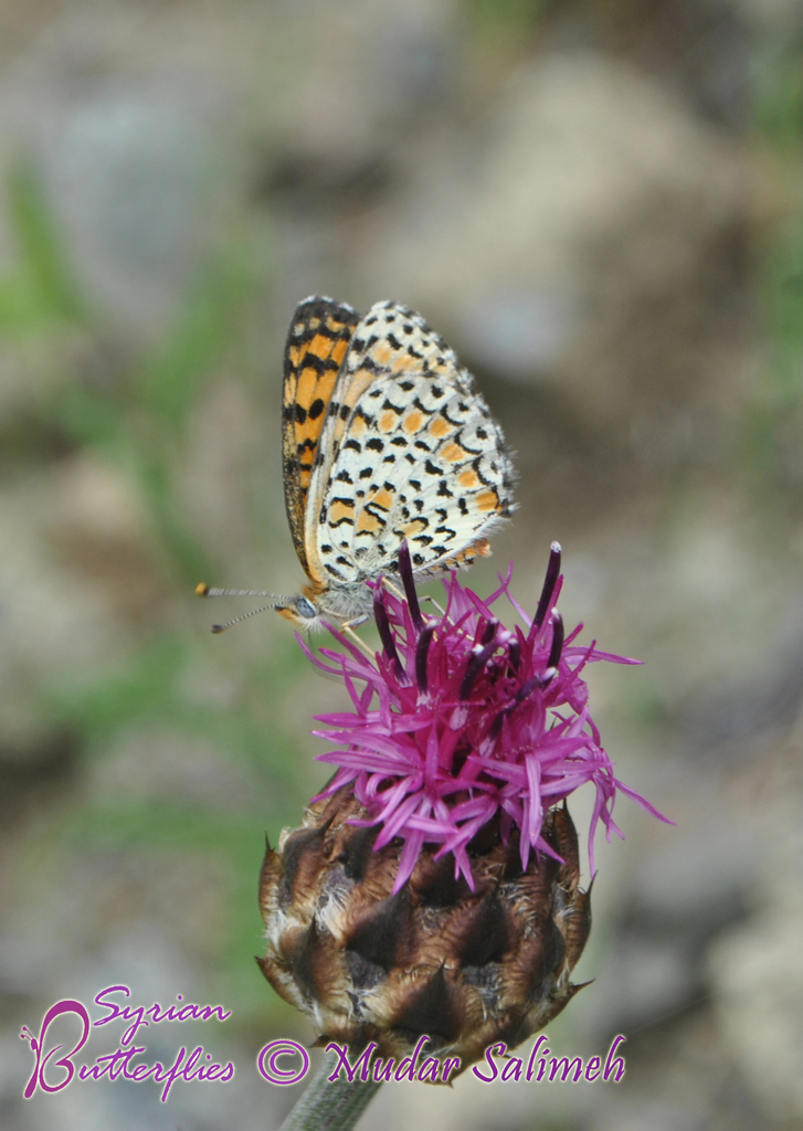 Lederer's Fritillary