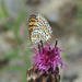 Lederer's Fritillary - Photo (c) M. Salimeh, some rights reserved (CC BY-NC), uploaded by M. Salimeh