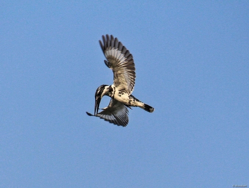 iNaturalist image