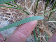 Austrostipa stuposa