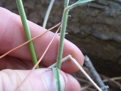 Austrostipa stuposa