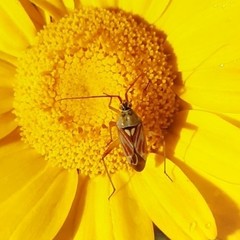 Calocoris roseomaculatus roseomaculatus