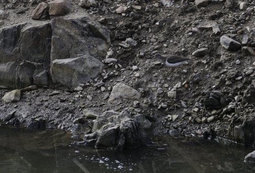 iNaturalist: (c) Pablo Pozo, some rights reserved (CC BY-NC), uploaded by Pablo Pozo iNaturalist image