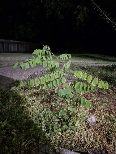 Black Locust seen in Sonoma Valley