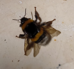 Bombus