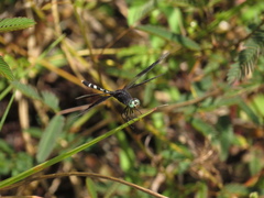 Erythrodiplax attenuata