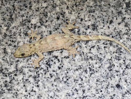 Gekko chinensis observed 2026-05-16