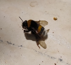Bombus