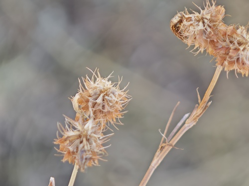 teasel clover