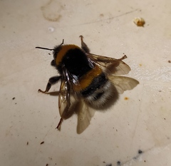 Bombus