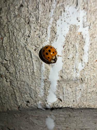Asian Lady Beetle