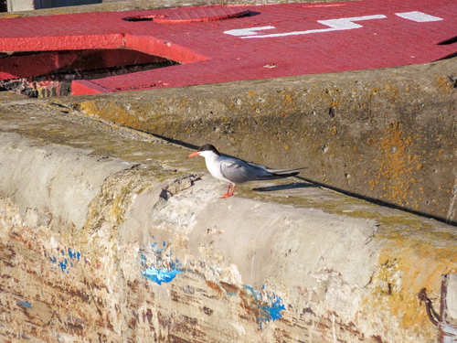 iNaturalist image