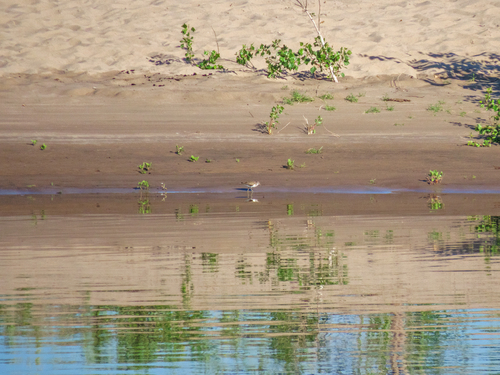 iNaturalist image