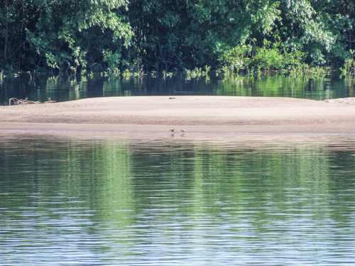 iNaturalist image