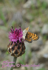 Melitaea collina